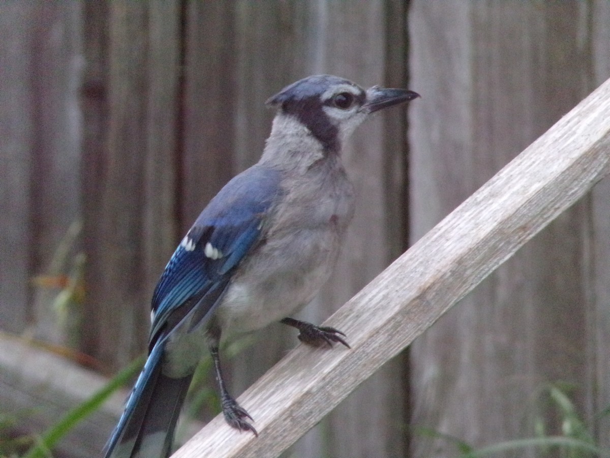 Blue Jay - Texas Bird Family