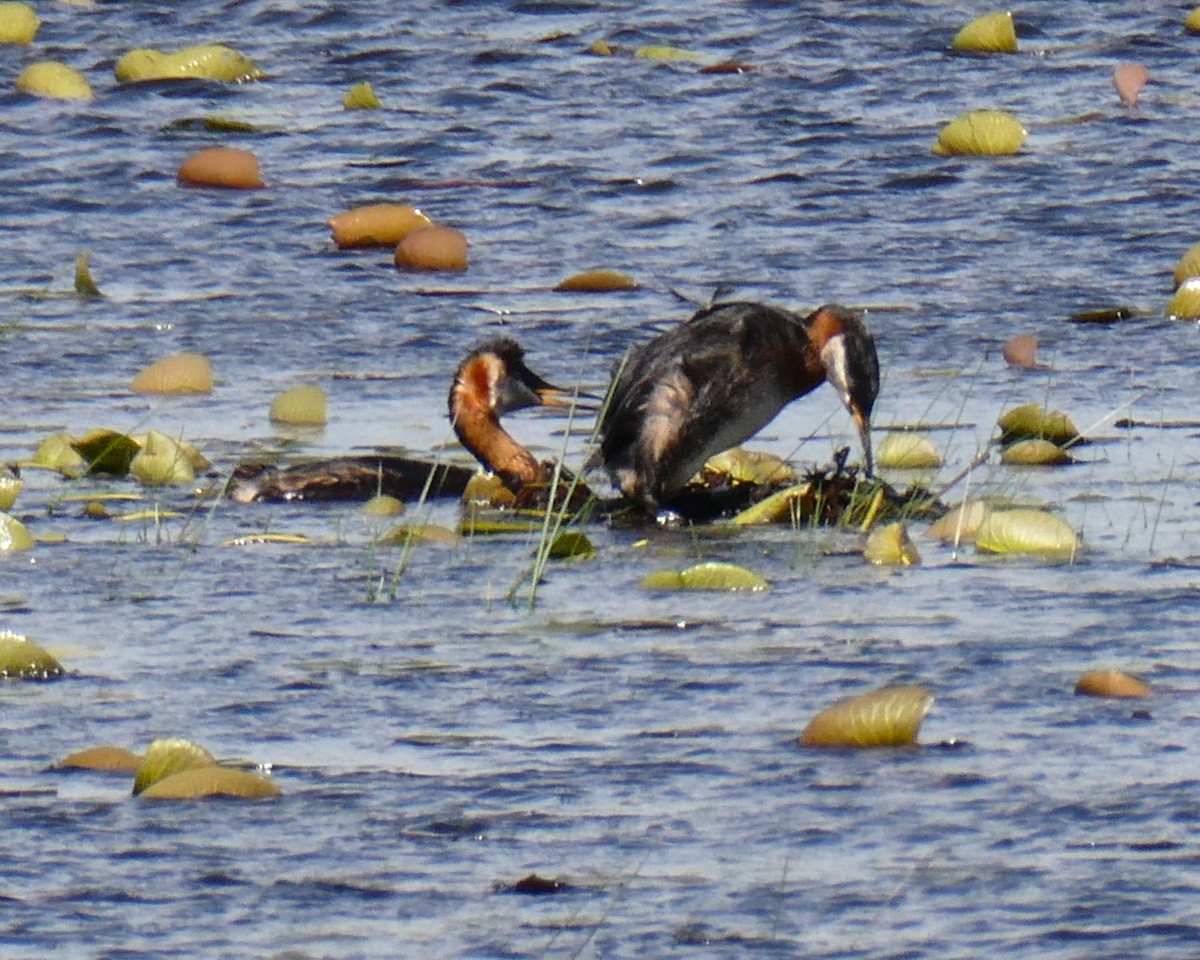 Red-necked Grebe - ML619402419
