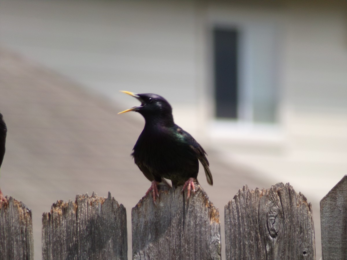 European Starling - Texas Bird Family