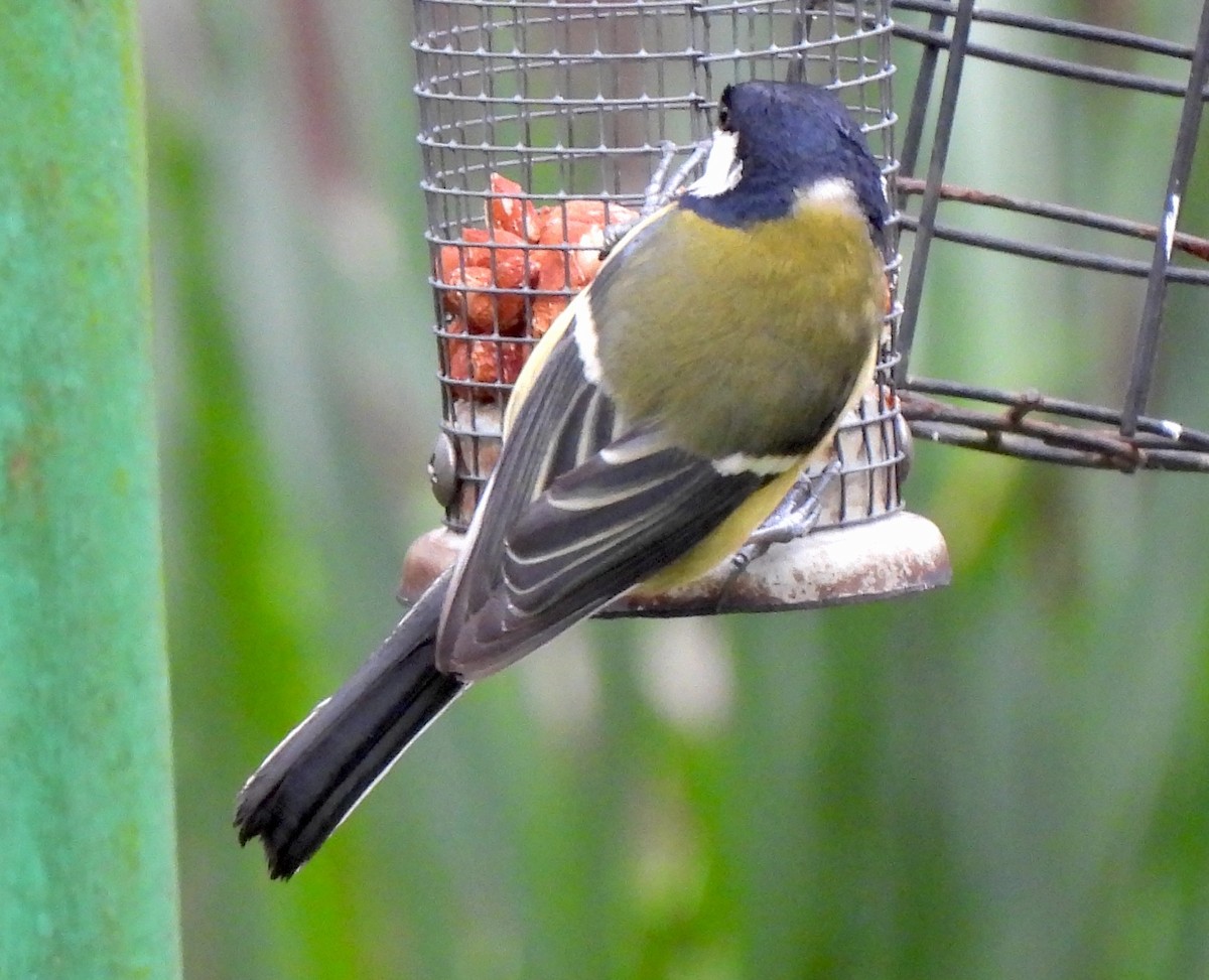 Great Tit - Vince Patton