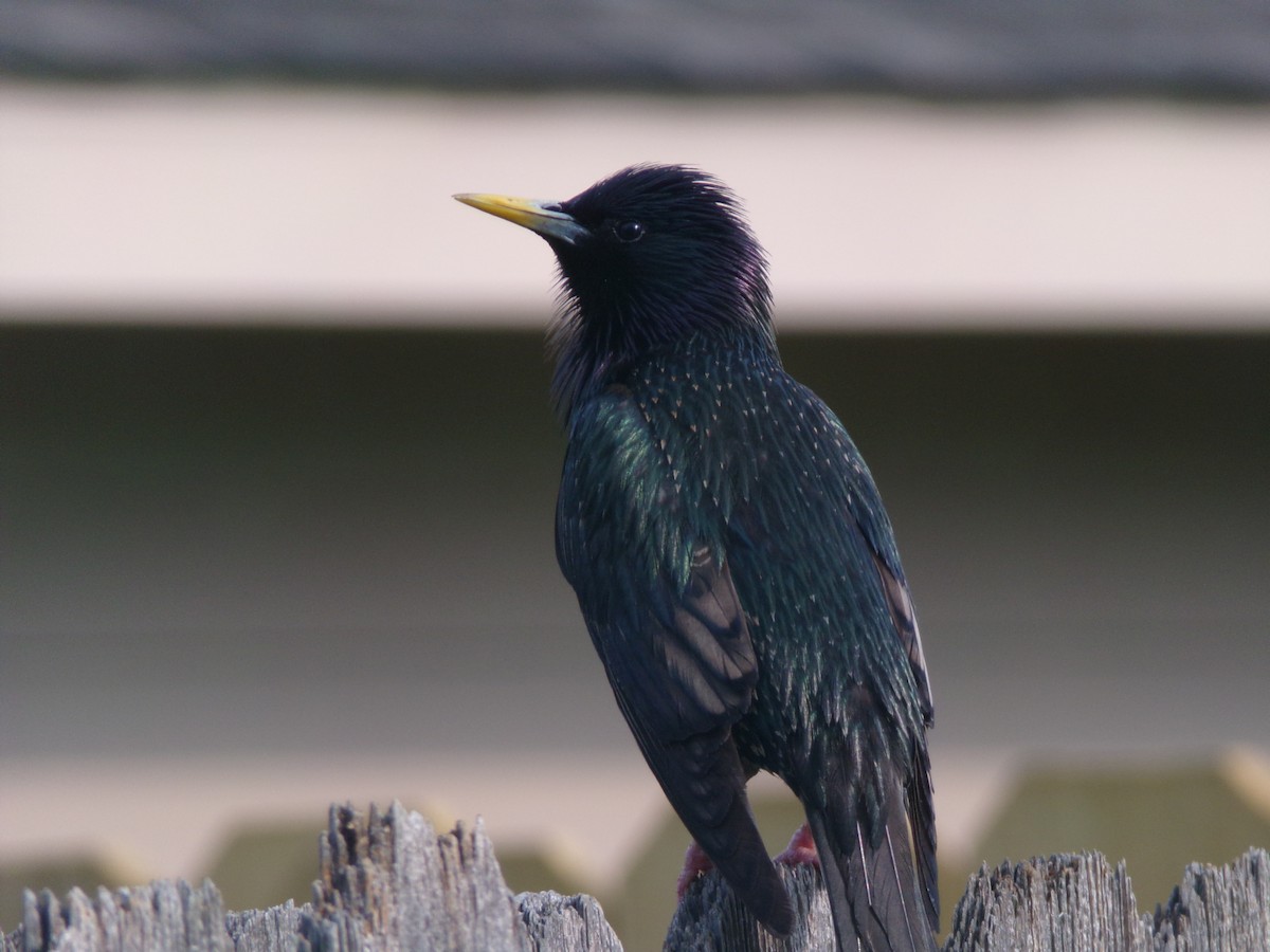 European Starling - Texas Bird Family