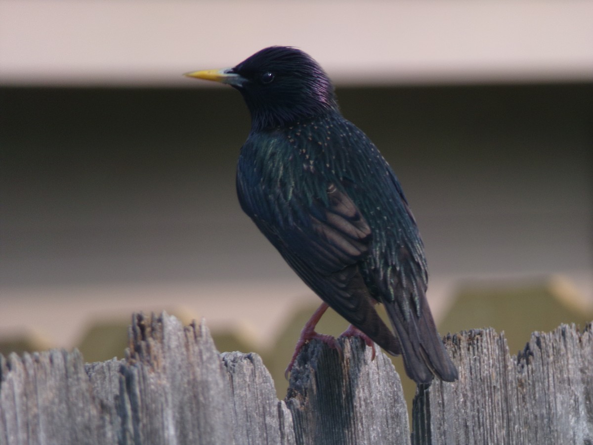 European Starling - Texas Bird Family