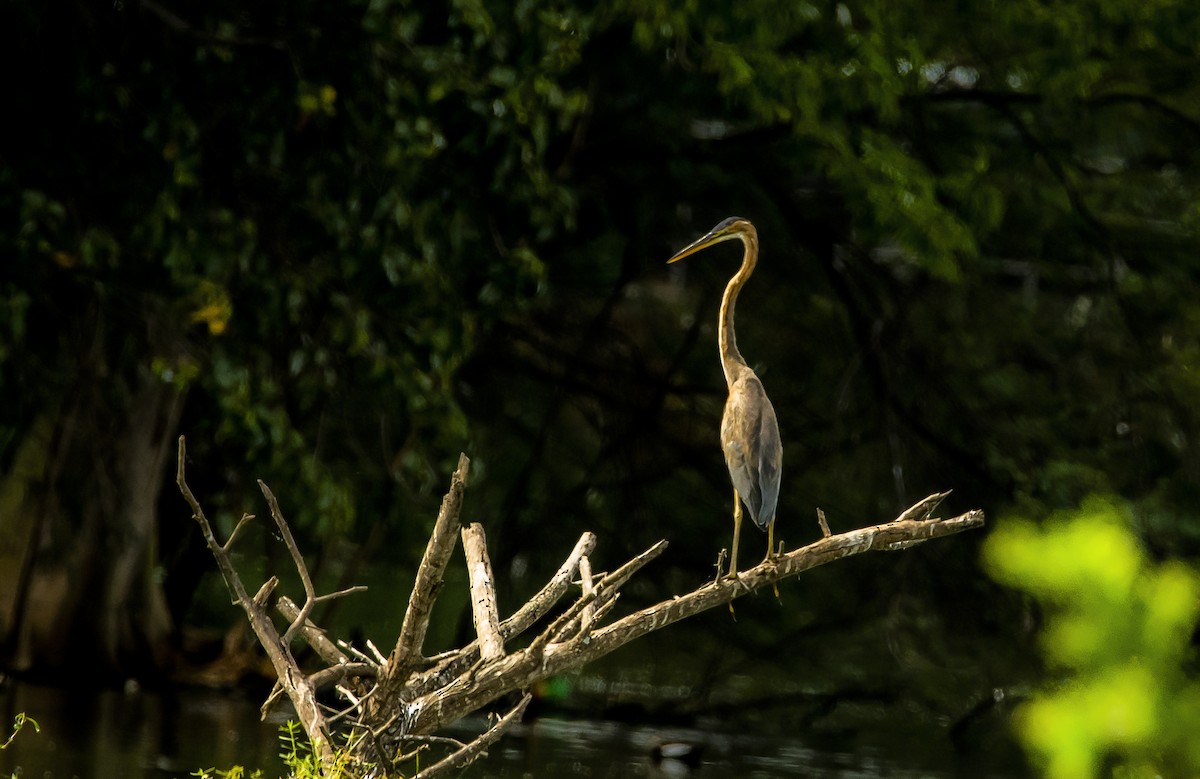 Purple Heron - Sathish Ramamoorthy