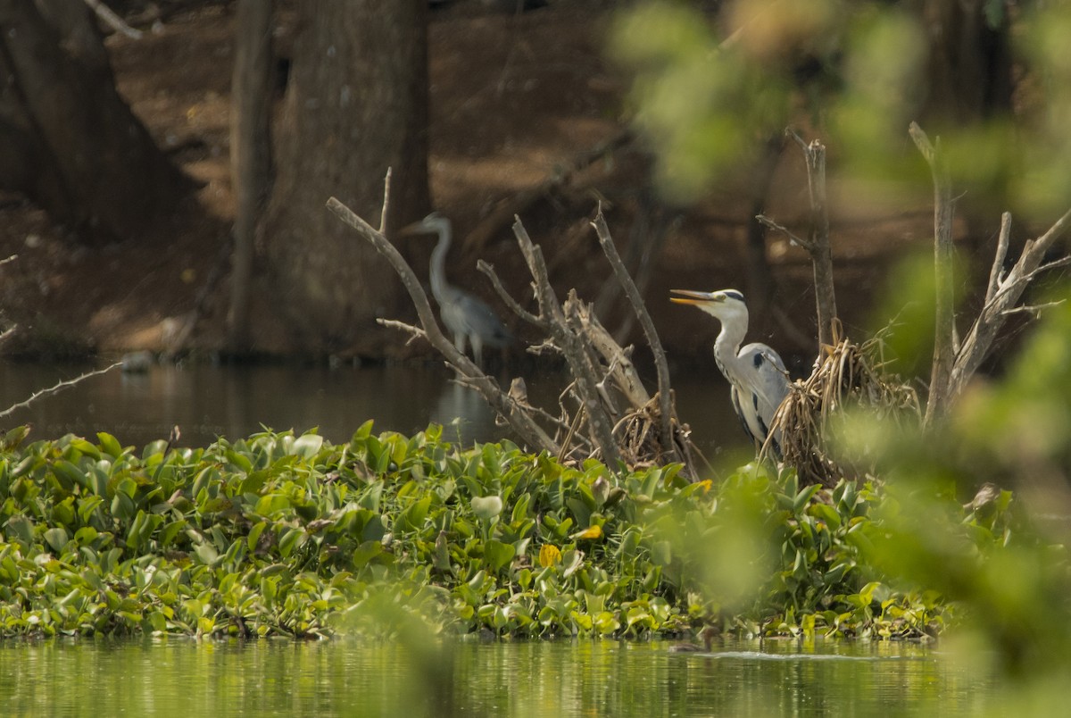 Gray Heron - Sathish Ramamoorthy