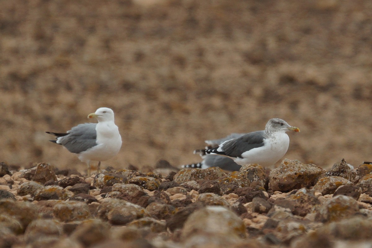 Lesser Black-backed Gull - ML619402463