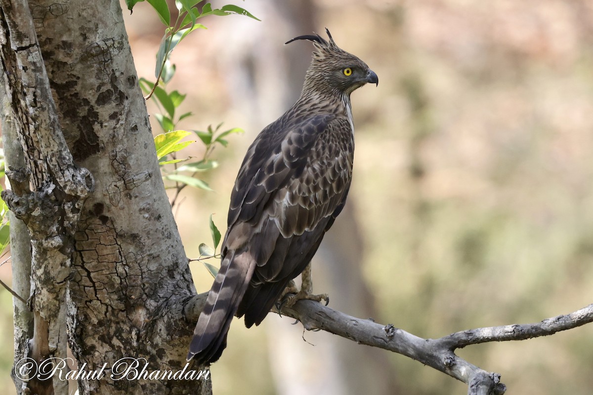 Changeable Hawk-Eagle - Rahul Bhandari