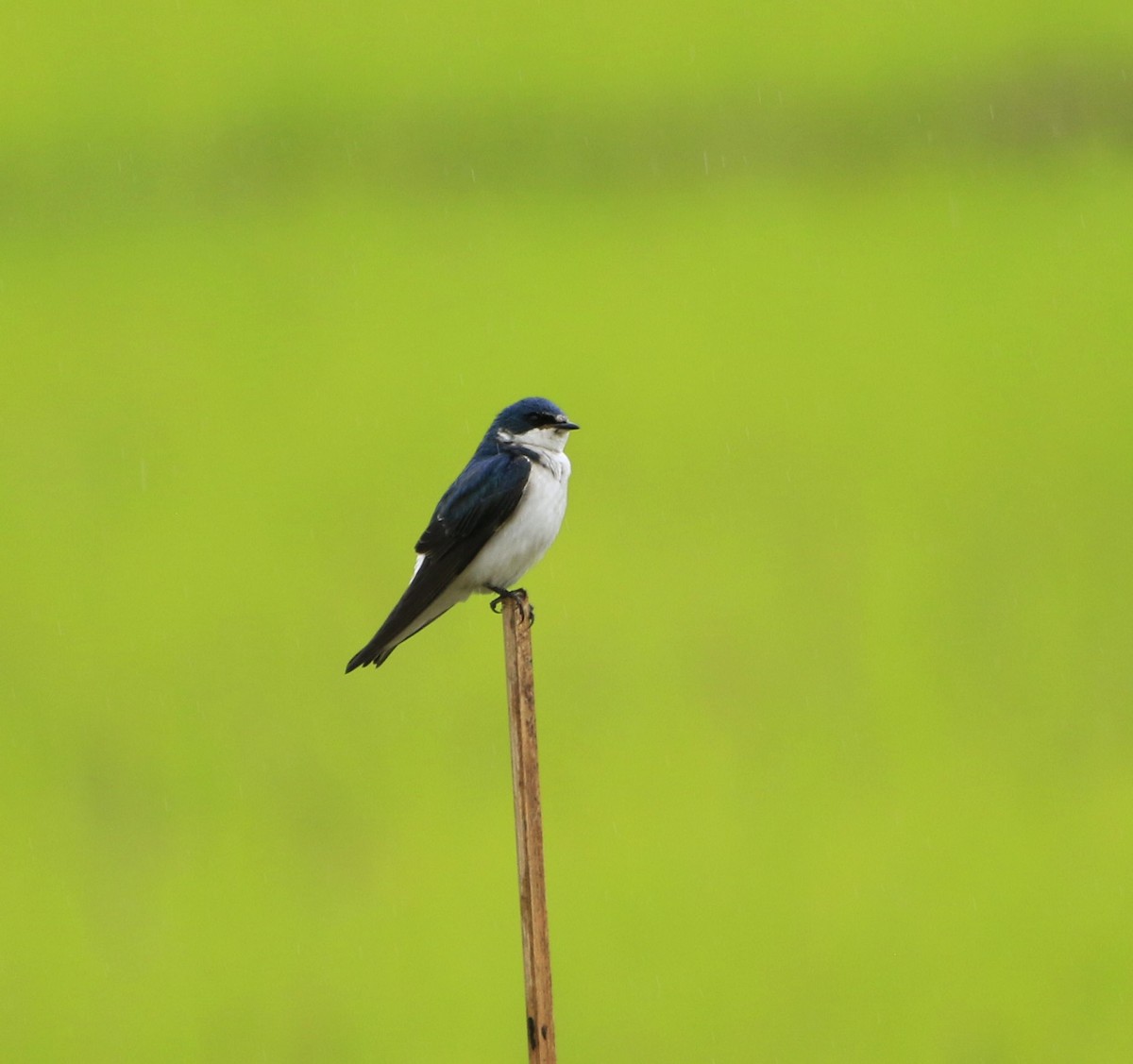 White-rumped Swallow - ML619402498