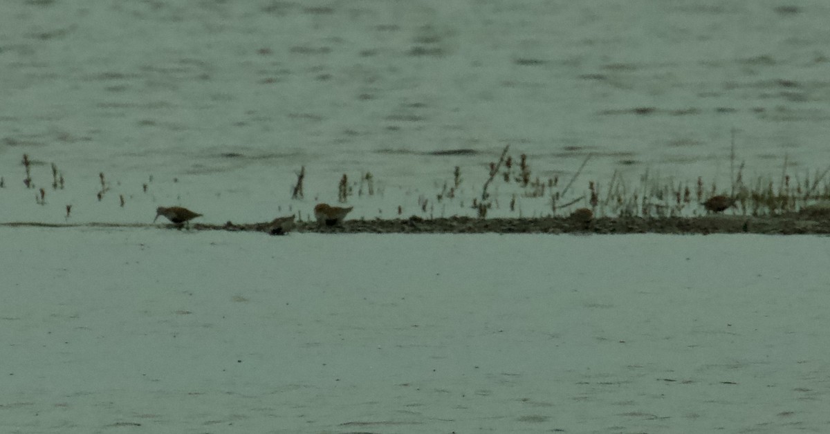 黑腹濱鷸 - ML619402511