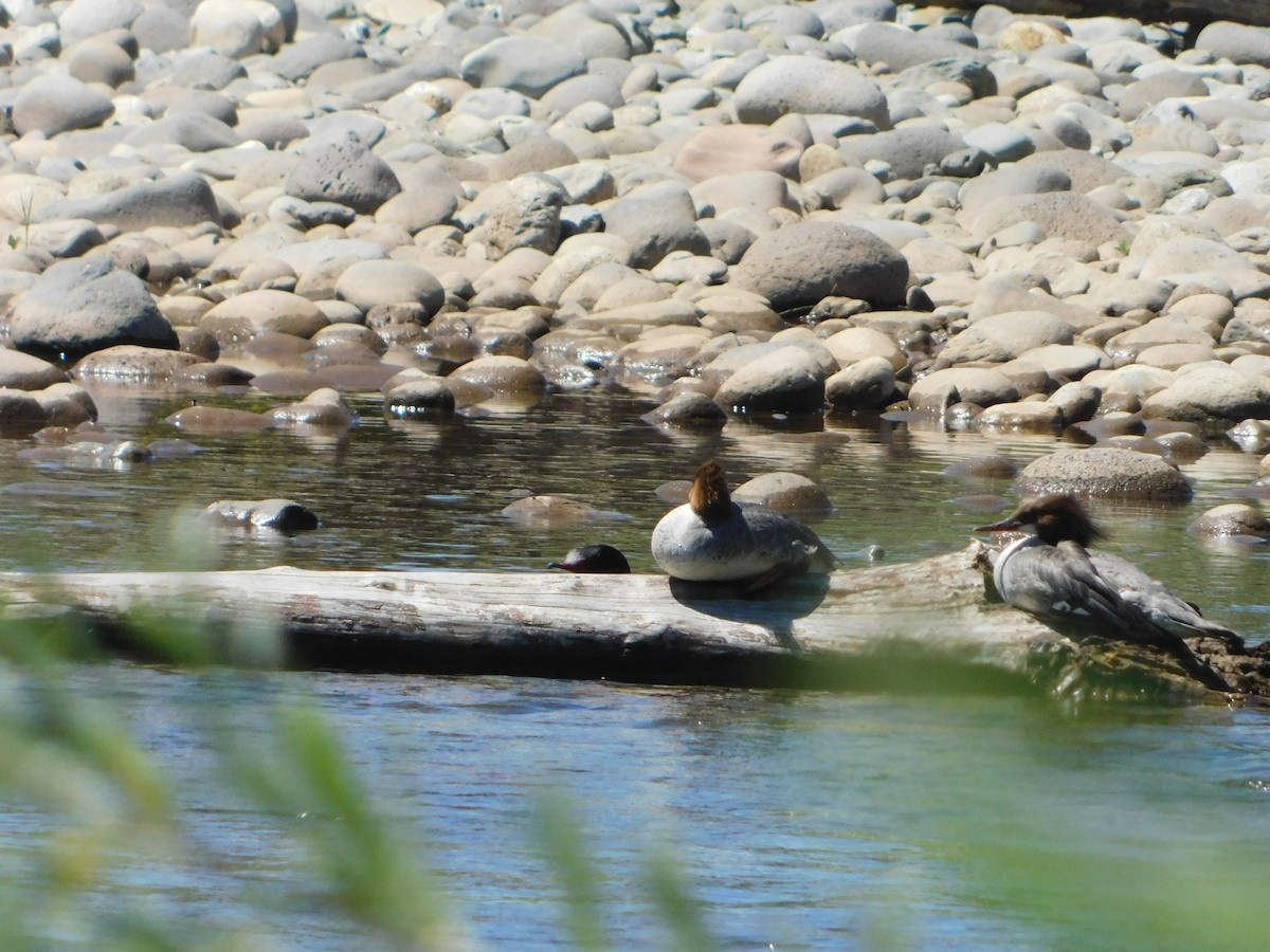 Common Merganser (North American) - Nathaniel Cooley