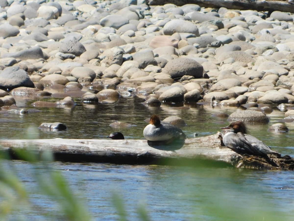Common Merganser (North American) - Nathaniel Cooley