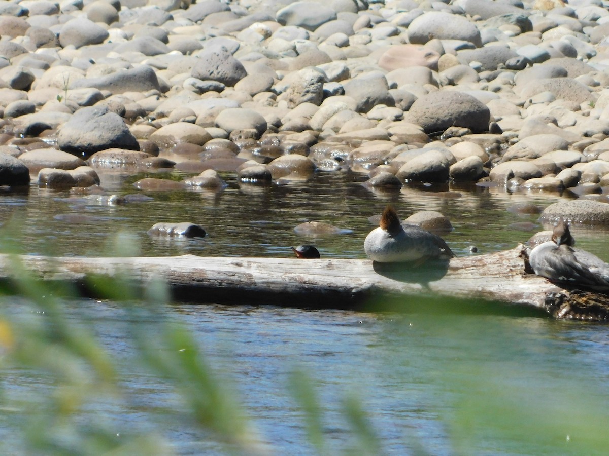 Common Merganser (North American) - Nathaniel Cooley