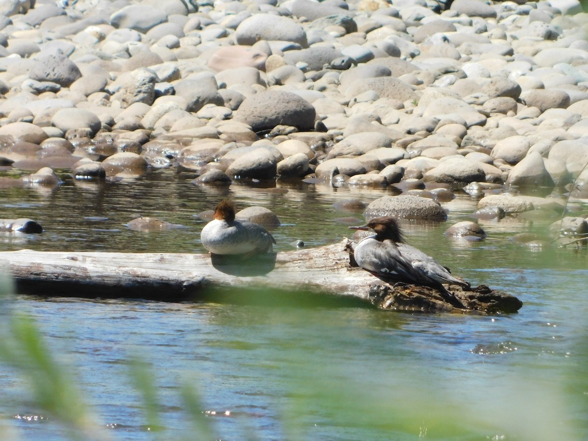 Common Merganser (North American) - Nathaniel Cooley