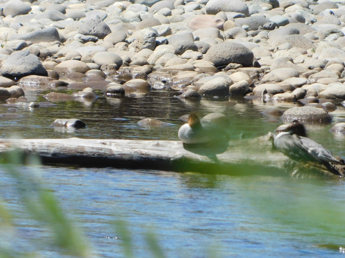 Common Merganser (North American) - Nathaniel Cooley