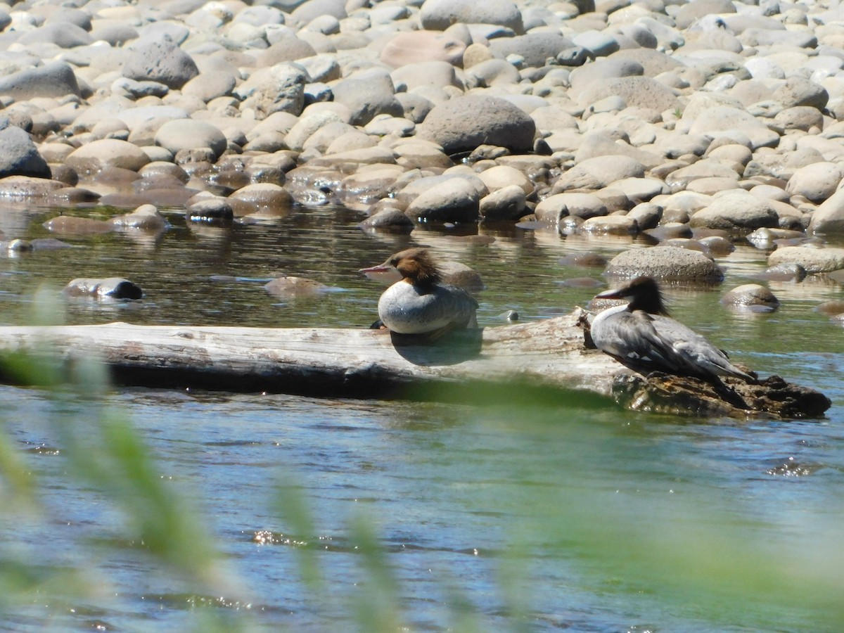 Common Merganser (North American) - ML619402525