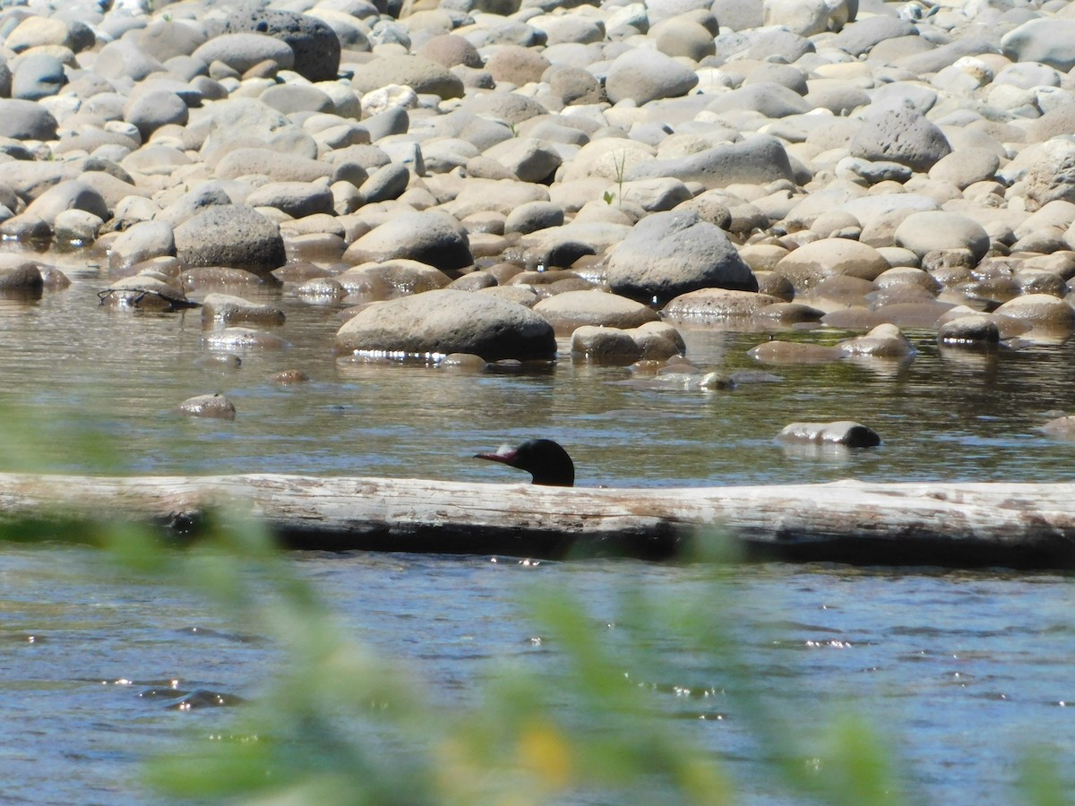 Common Merganser (North American) - Nathaniel Cooley