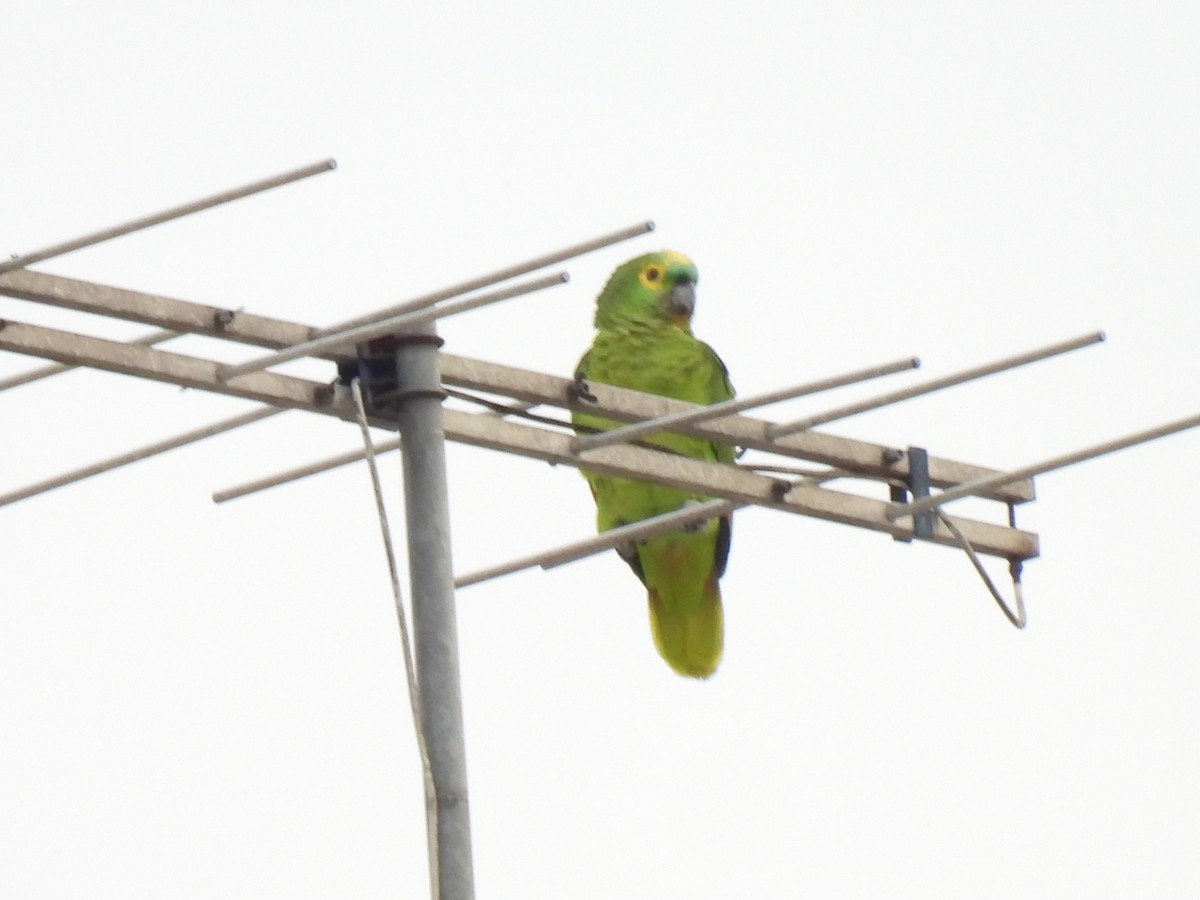Turquoise-fronted Parrot - Rosana Cangello