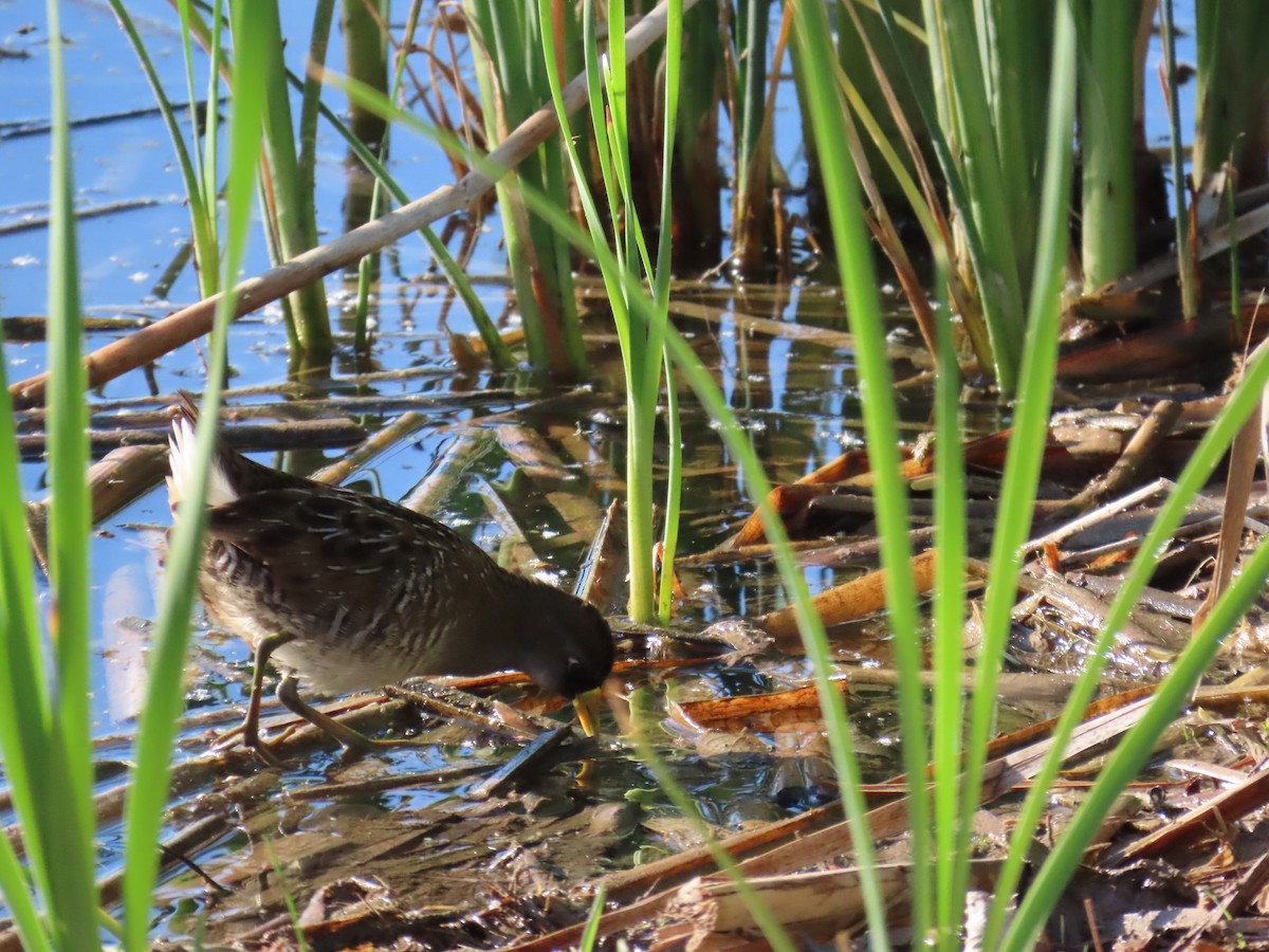 Polluela Sora - ML619402535