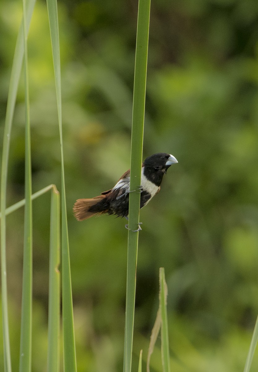 Tricolored Munia - ML619402537