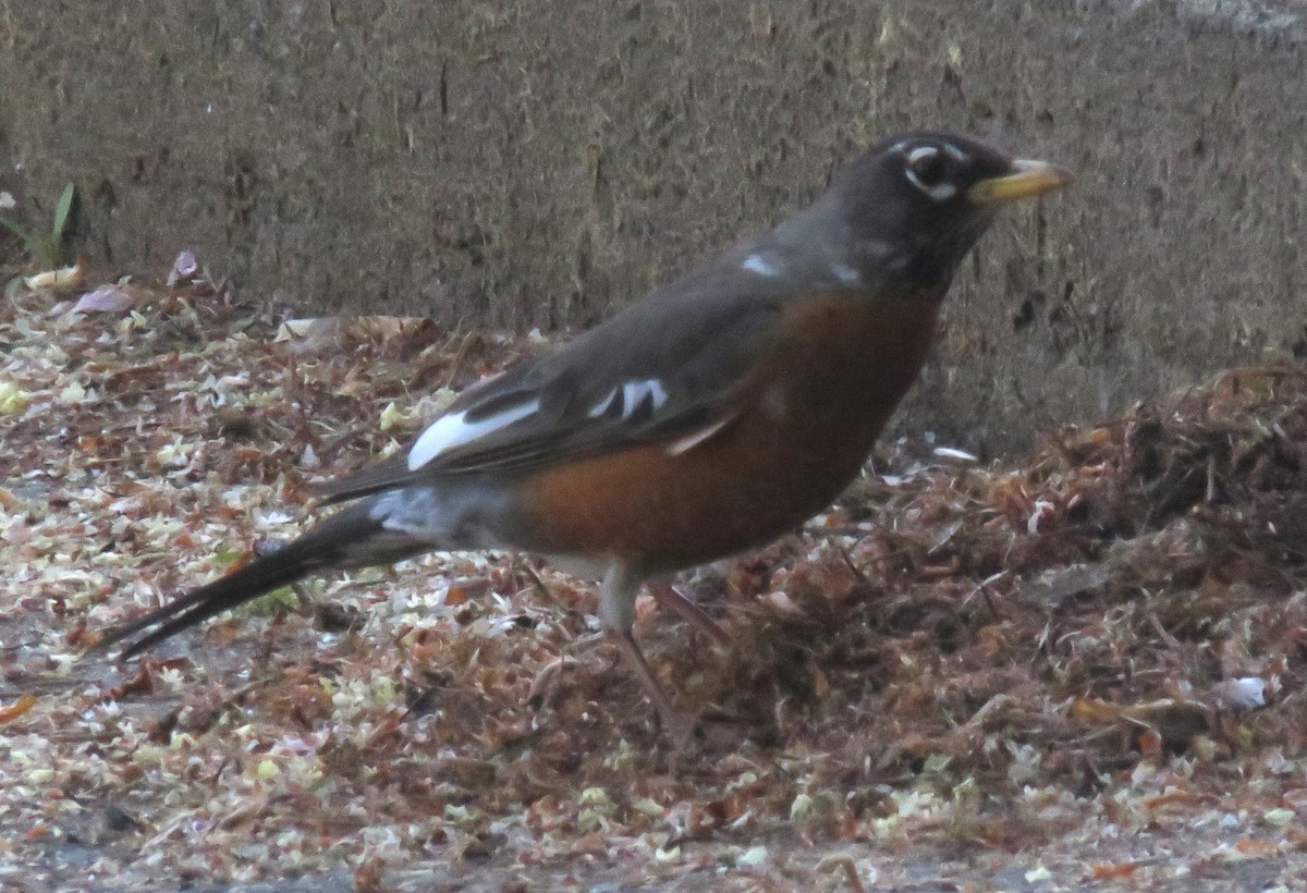 American Robin - Kathryn Clouston