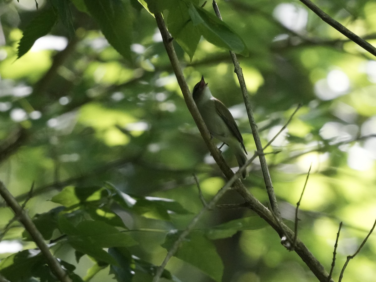 Red-eyed Vireo - Stacy Rabinovitz