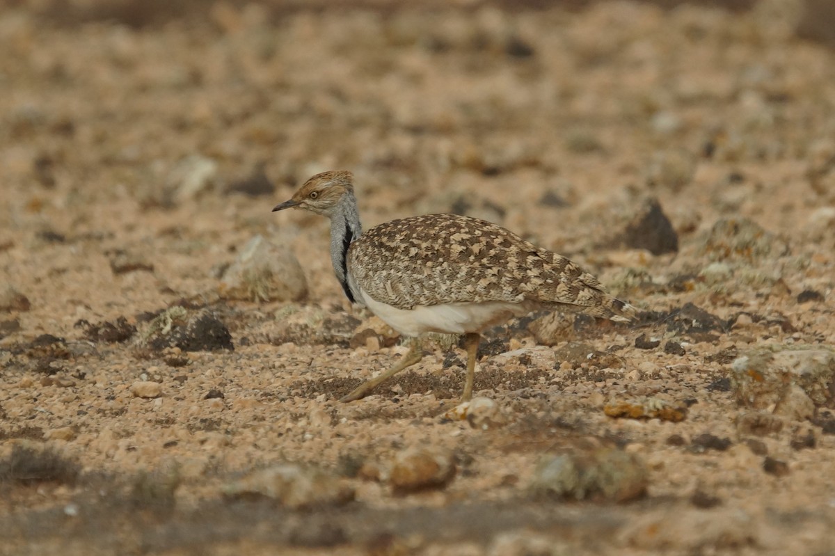 Houbara Bustard - Mike Pennington