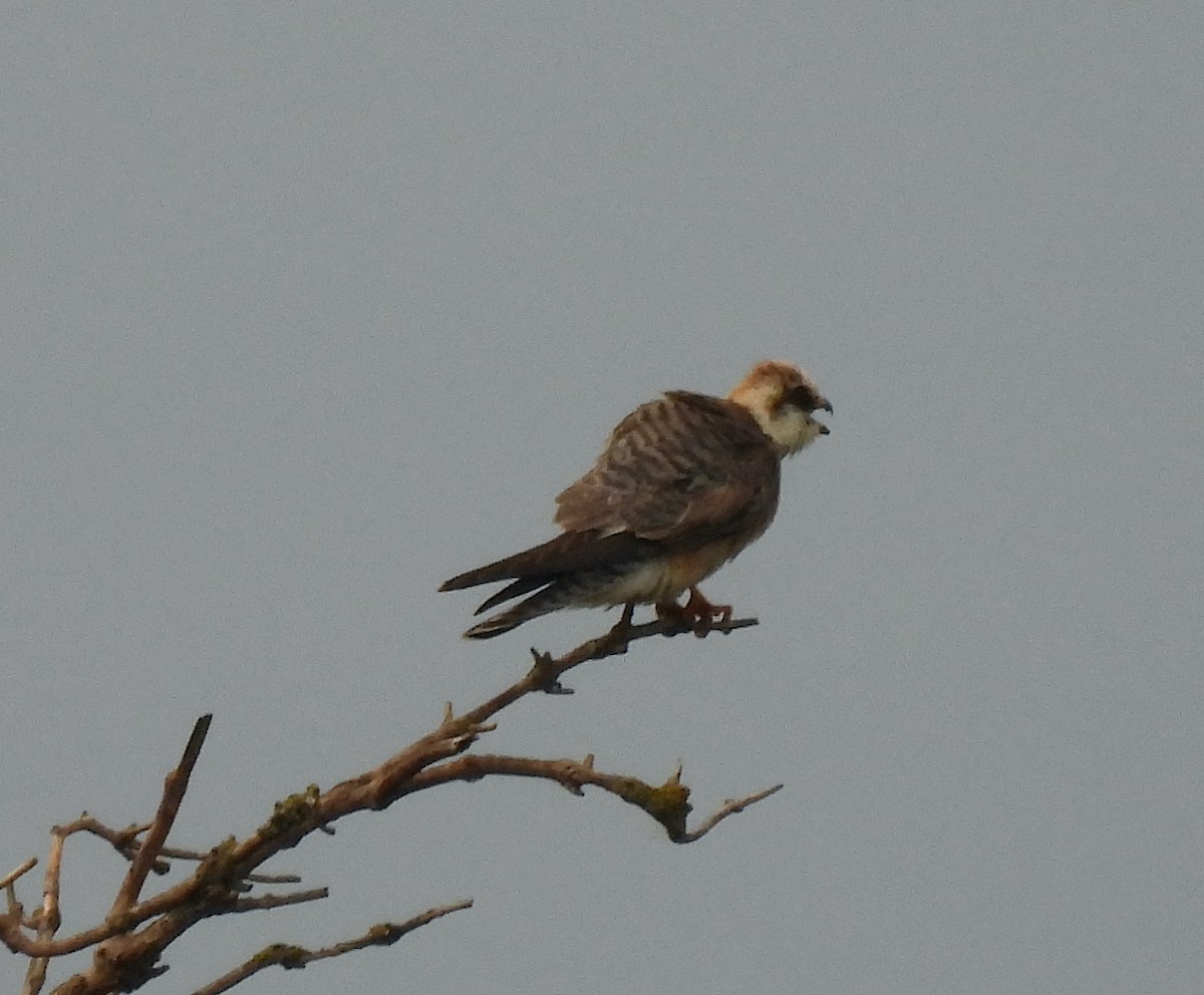 Red-footed Falcon - Mike Vlasatý