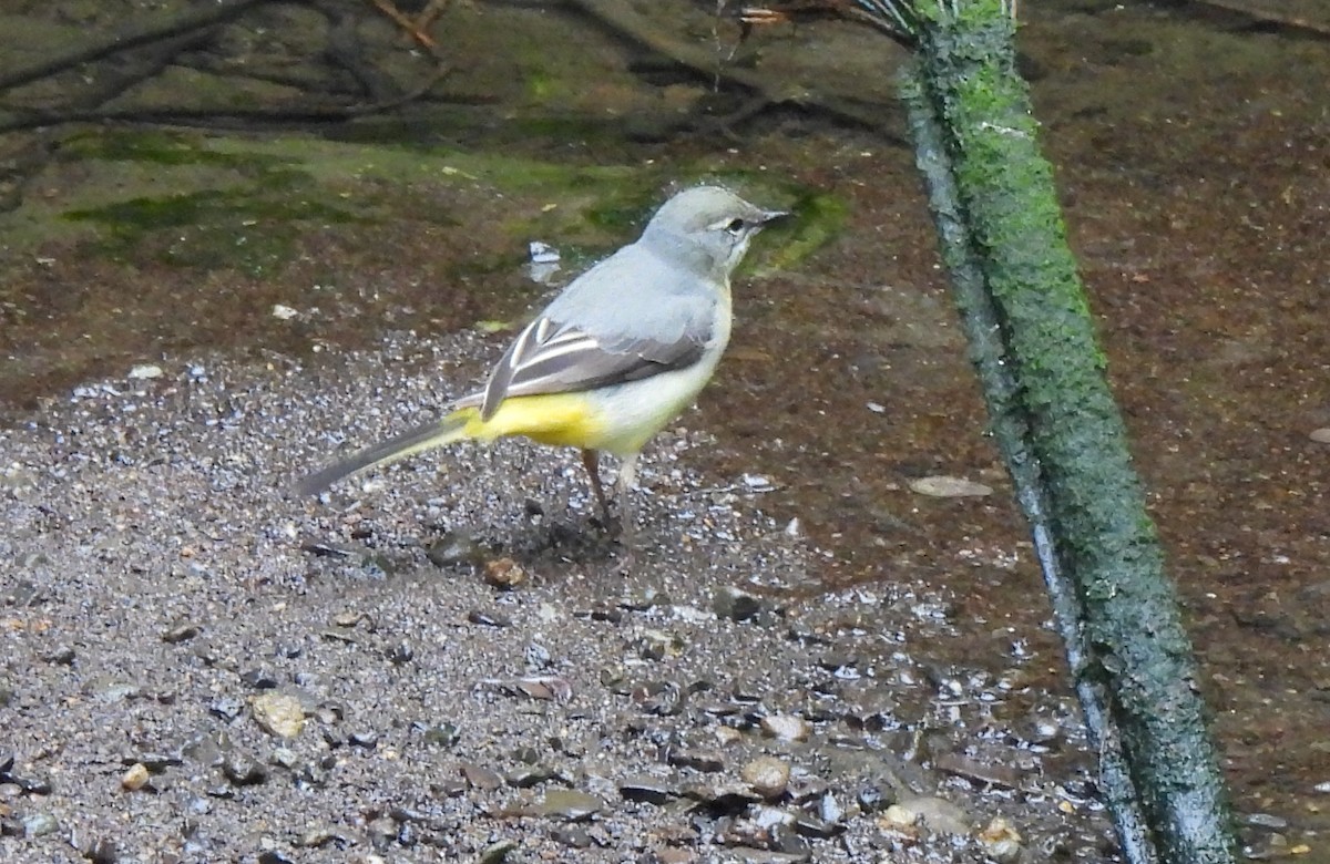Gray Wagtail - Vince Patton