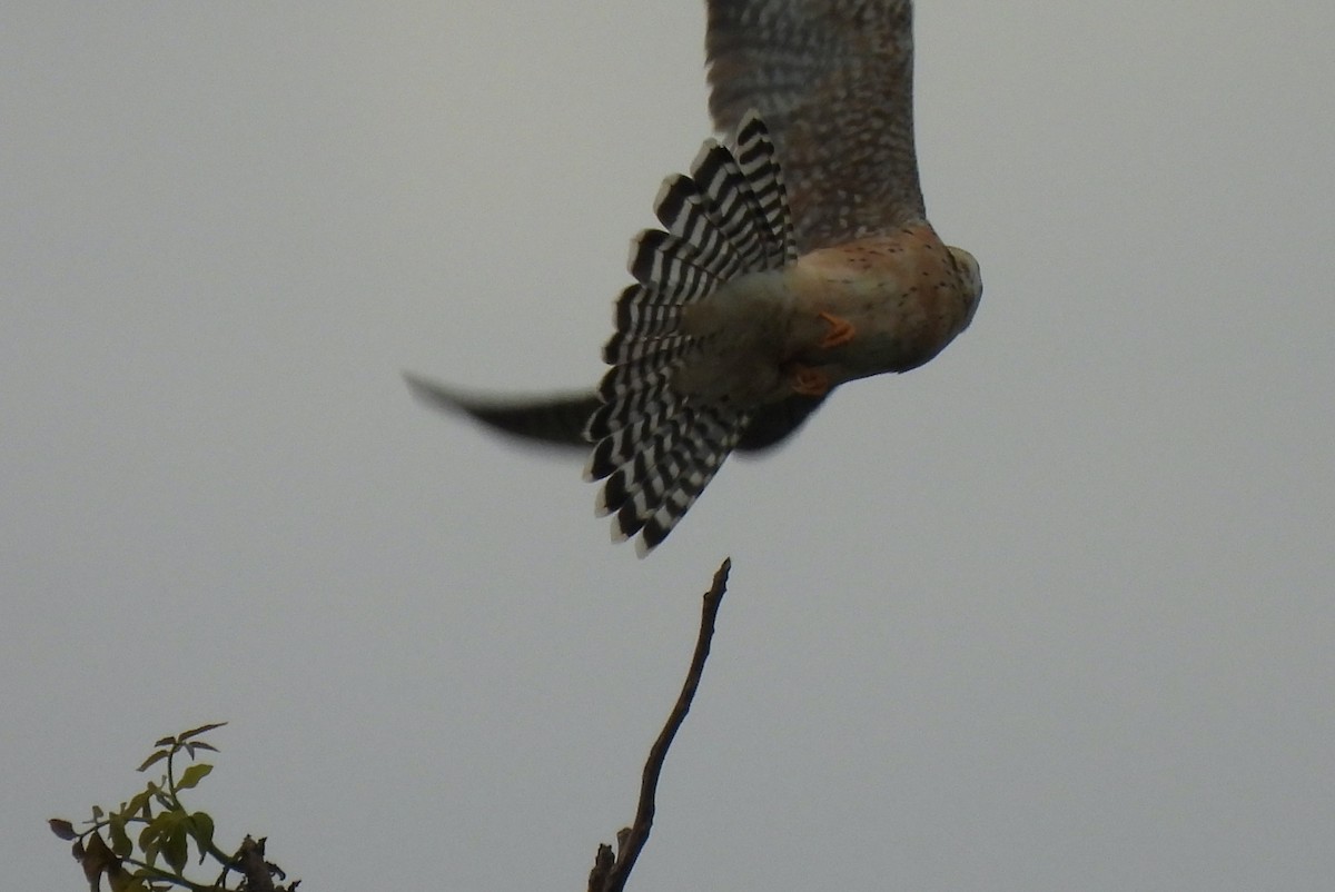 Red-footed Falcon - Mike Vlasatý