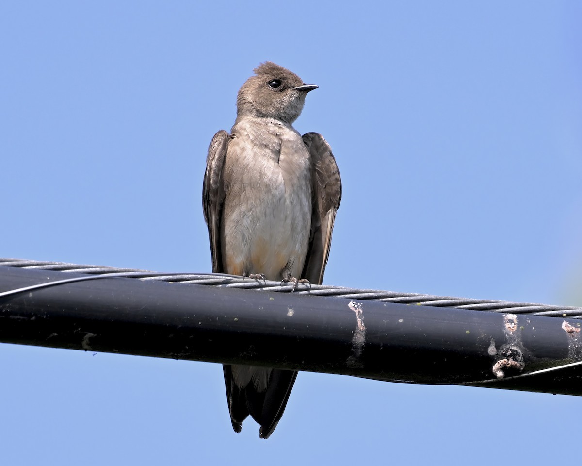 Northern Rough-winged Swallow - ML619402578