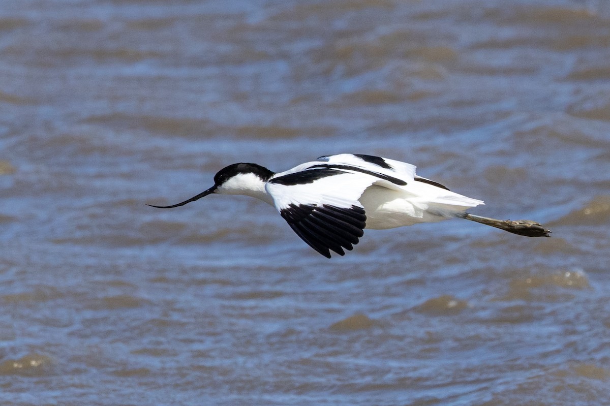 Pied Avocet - Jon White