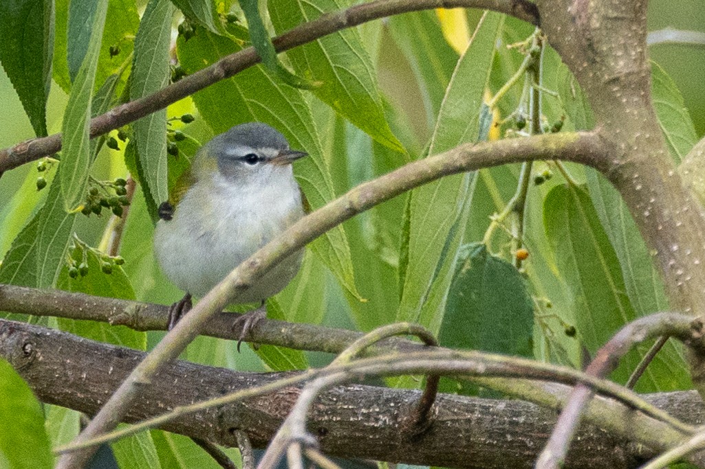 Tennessee Warbler - Lutz Duerselen