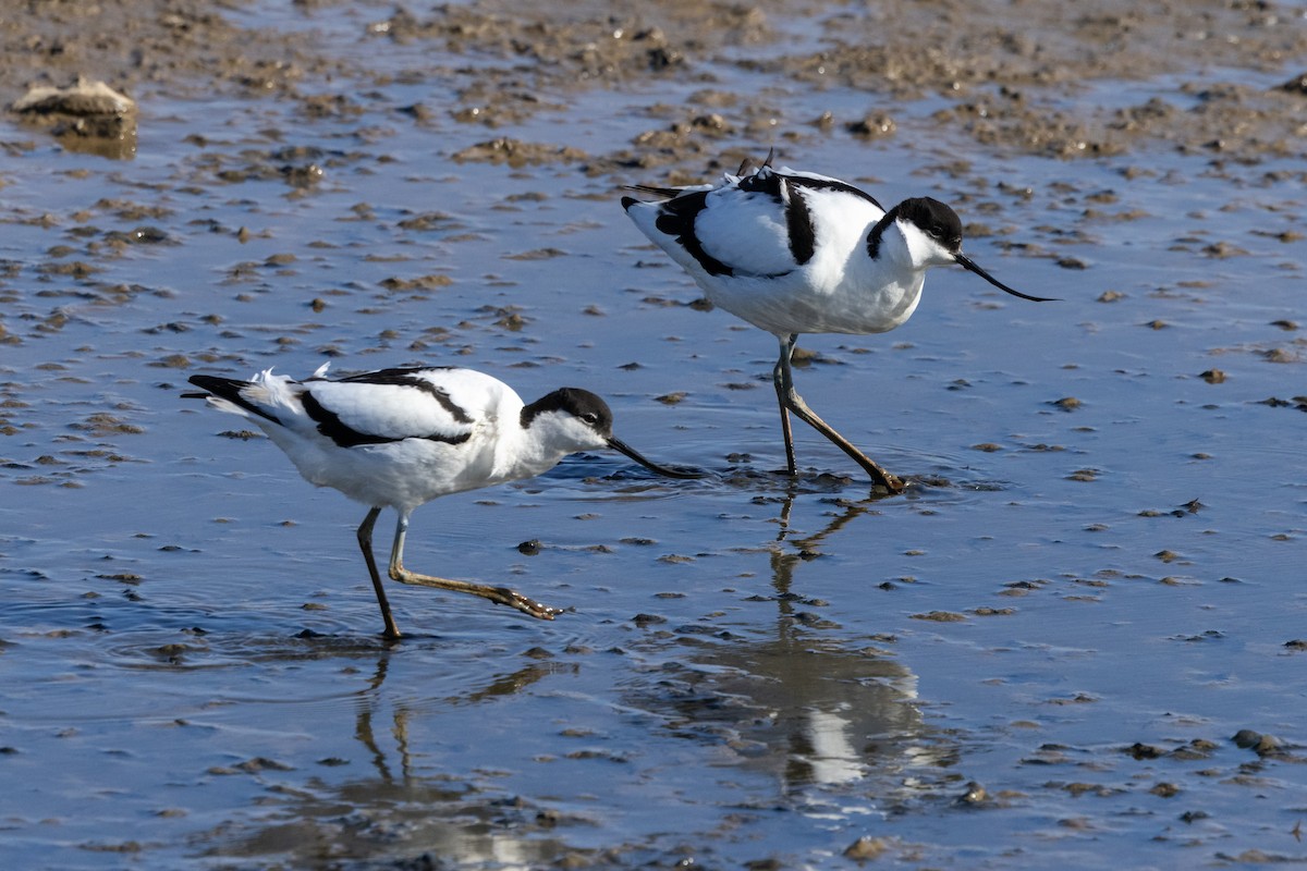 Pied Avocet - Jon White