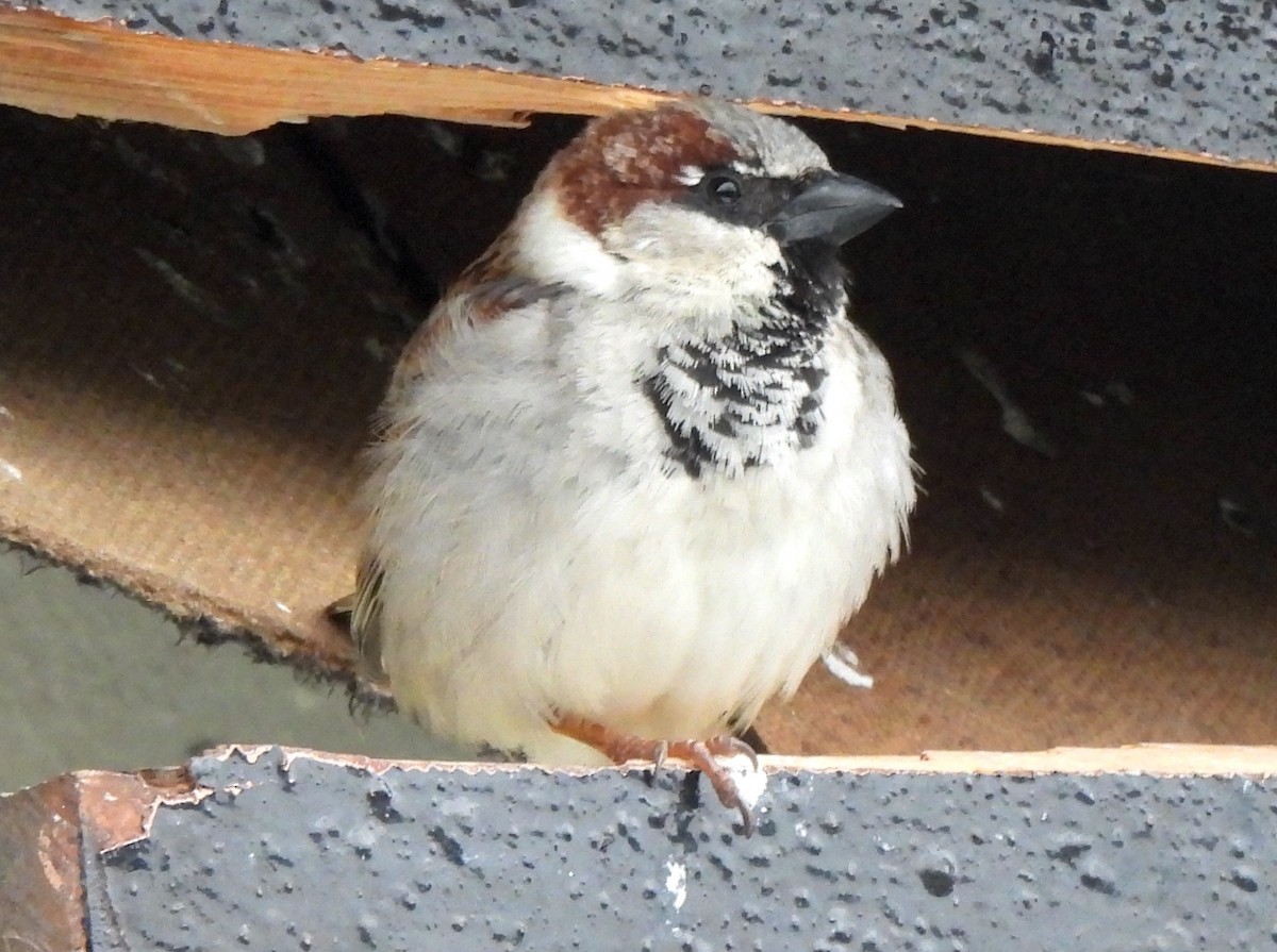 House Sparrow - Vince Patton