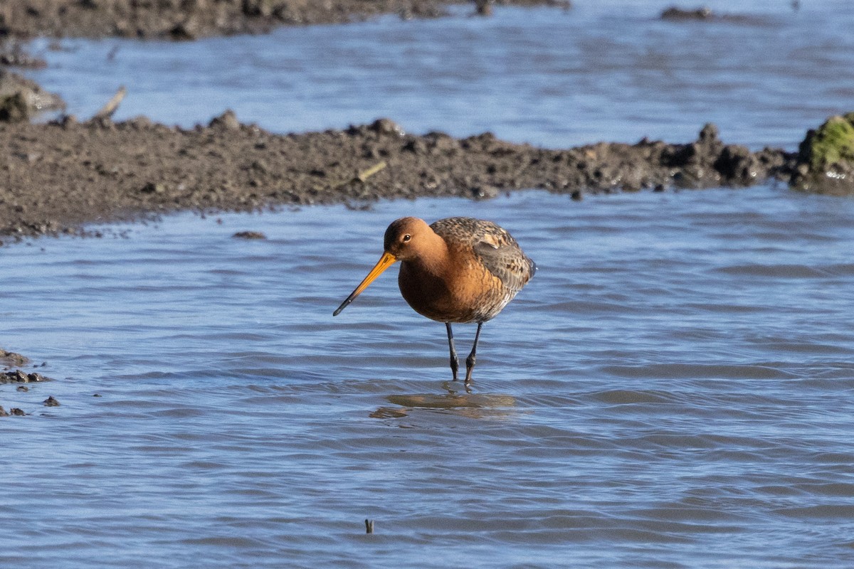 Black-tailed Godwit - Jon White