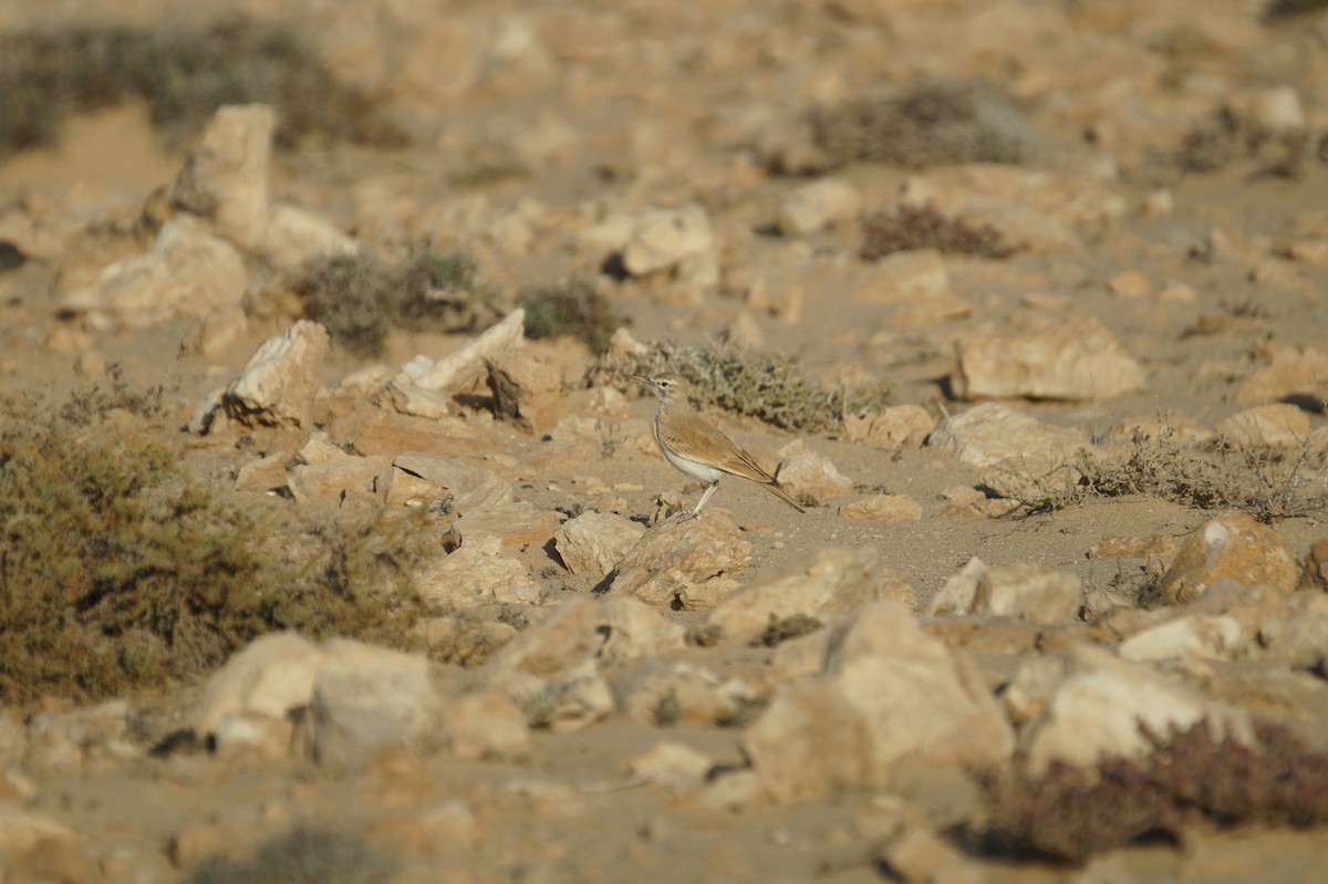 Greater Hoopoe-Lark - Mike Pennington