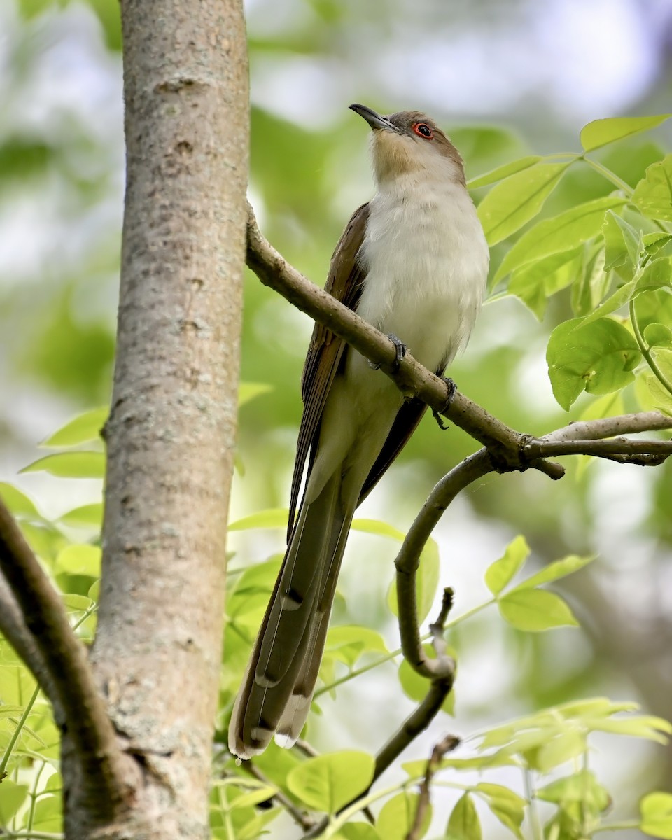 Black-billed Cuckoo - ML619402635