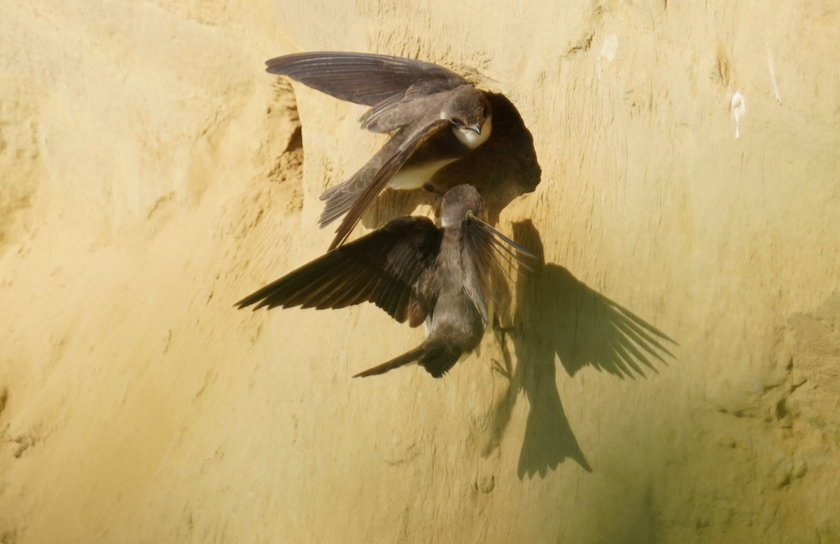 Bank Swallow - Dennis Mersky