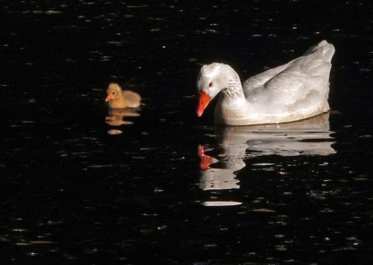 Graylag Goose (Domestic type) - Diane Drobka