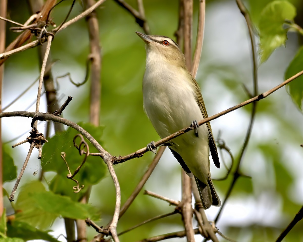 Red-eyed Vireo - Alan Bloom