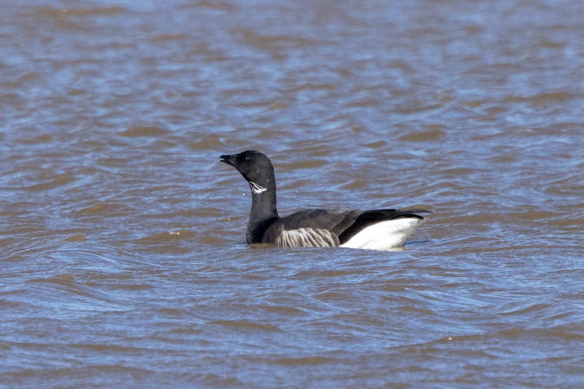 Barnacla Carinegra - ML619402669