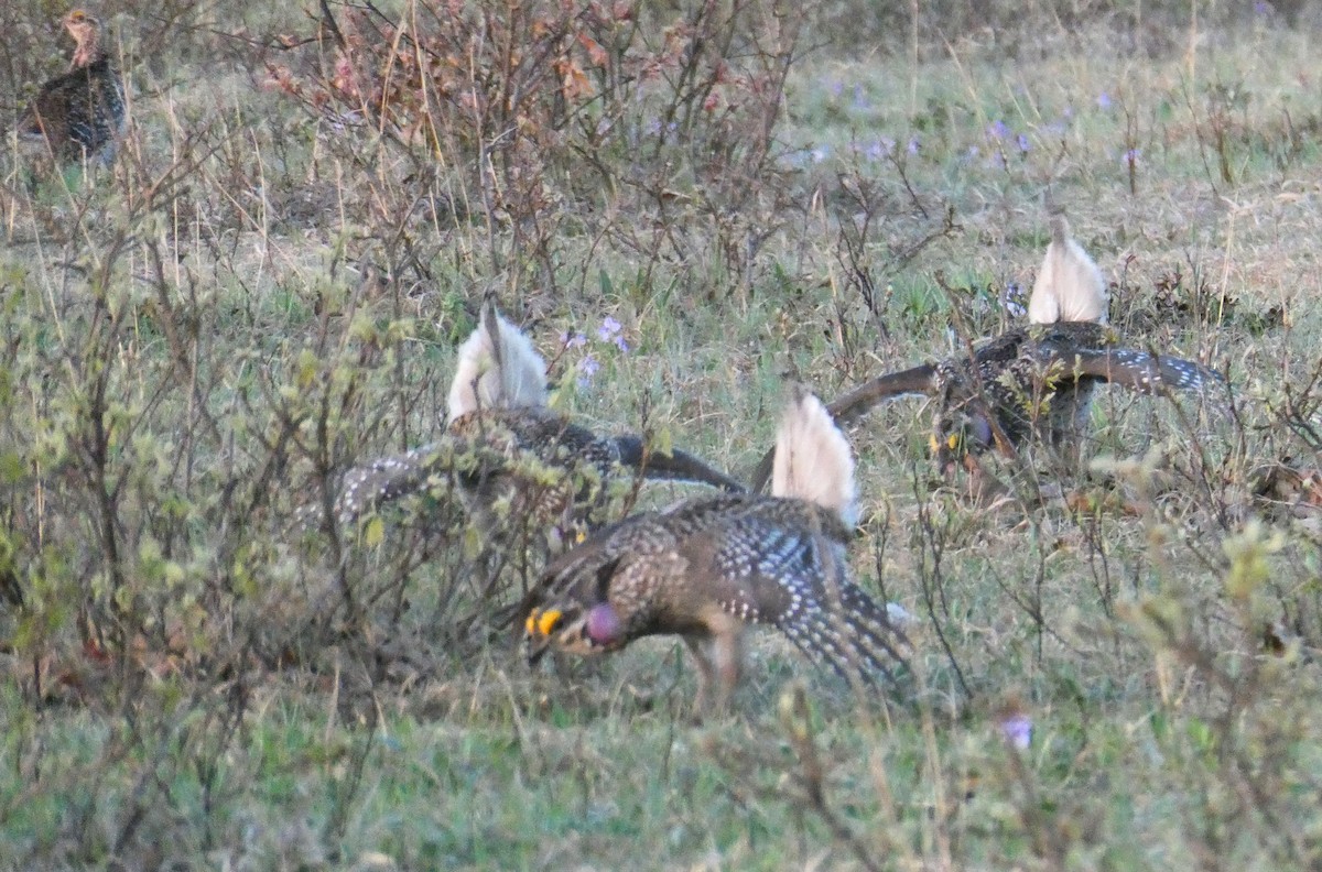 Sharp-tailed Grouse - K K