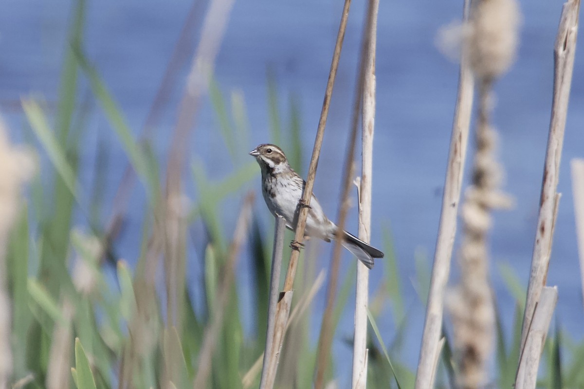 Reed Bunting - Elena Popova