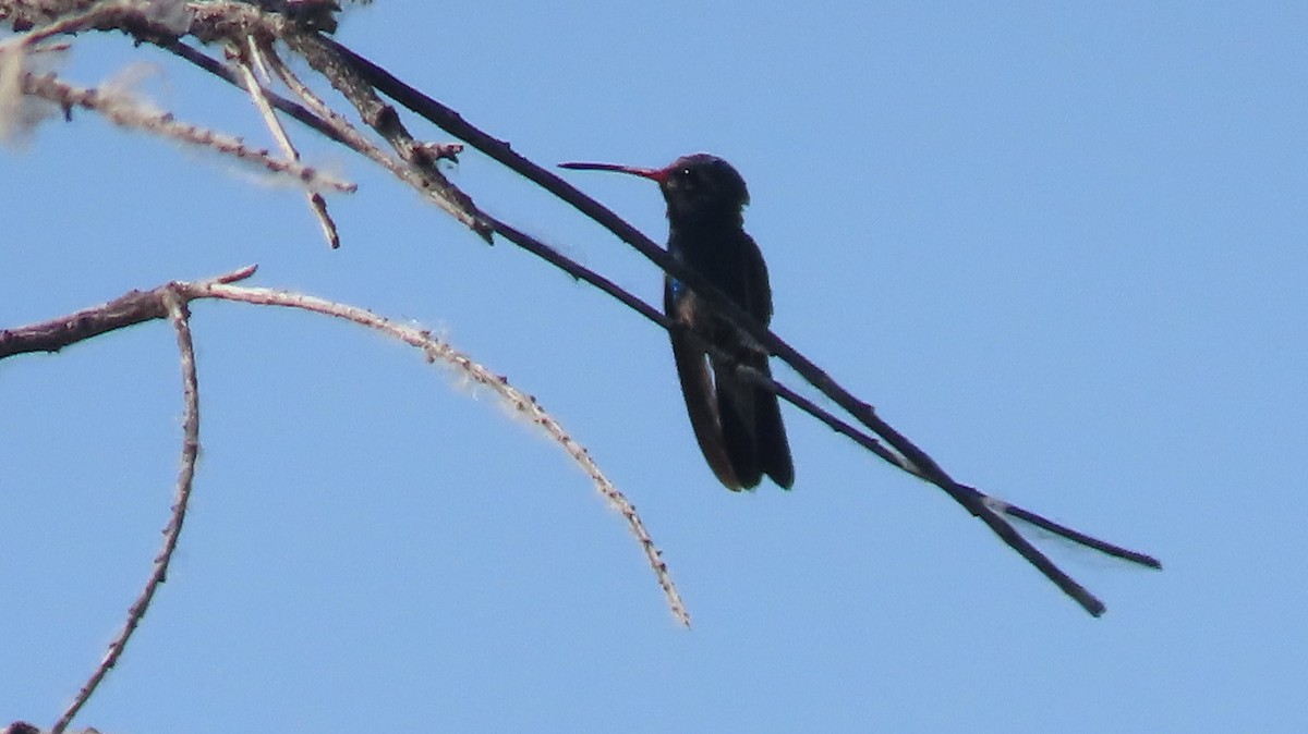 Broad-billed Hummingbird - Anne (Webster) Leight