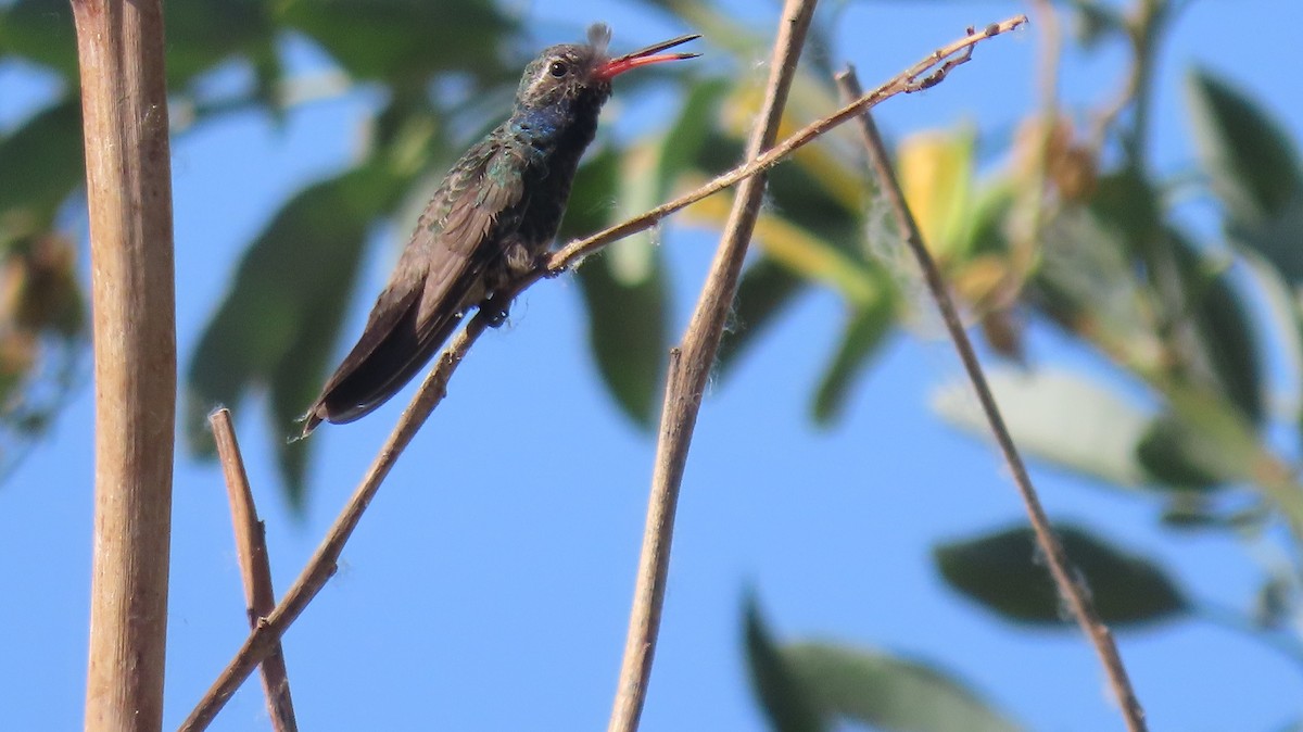 Broad-billed Hummingbird - Anne (Webster) Leight