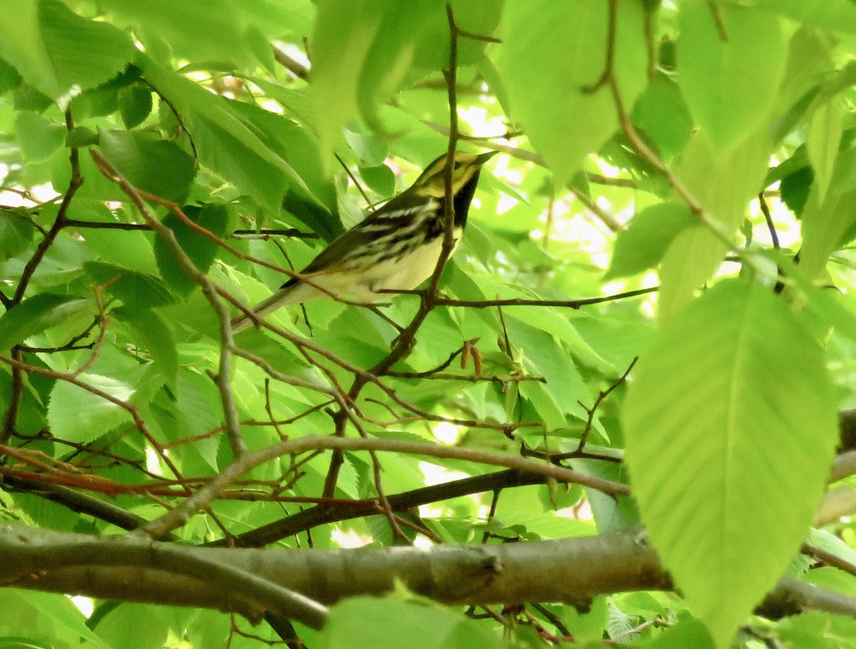 Black-throated Green Warbler - A. Laquidara