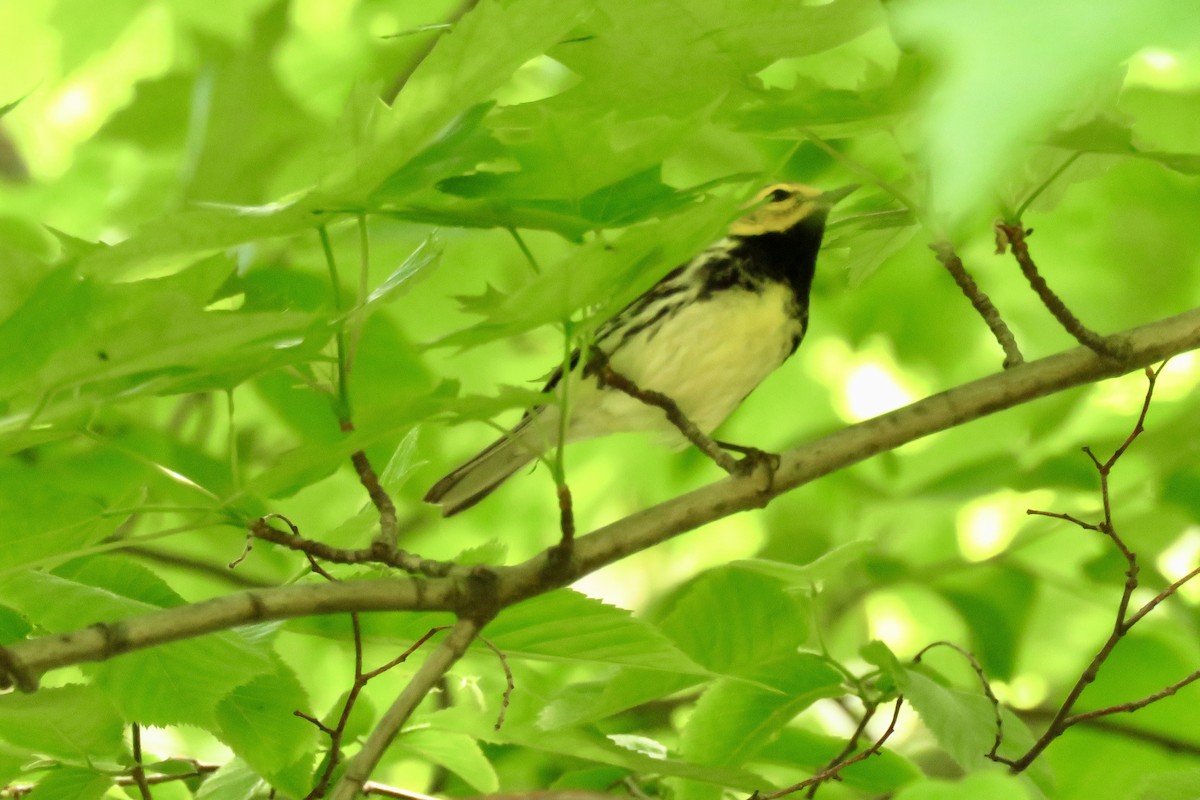 Grünmantel-Waldsänger - ML619402697