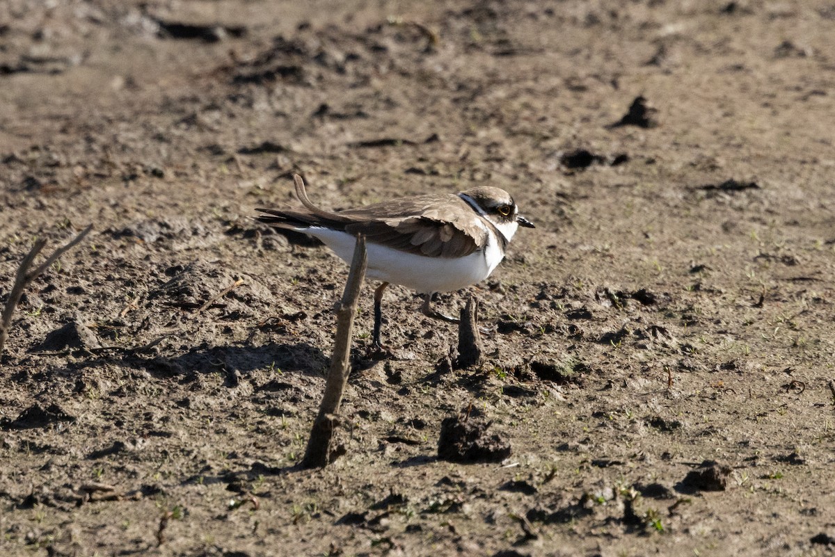 Little Ringed Plover - Jon White