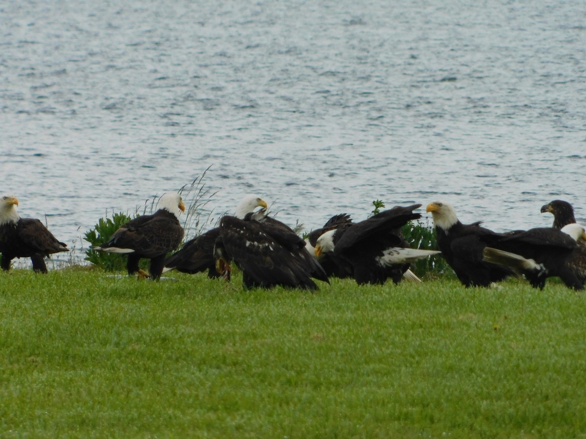 Bald Eagle - Nathaniel Cooley