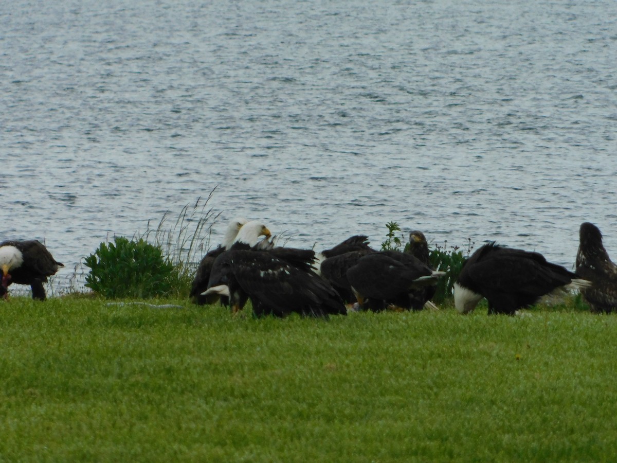 Bald Eagle - Nathaniel Cooley