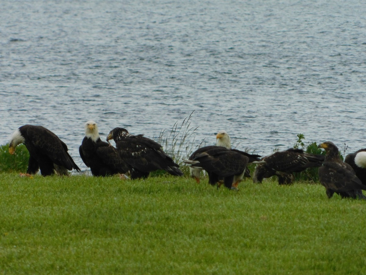 Bald Eagle - Nathaniel Cooley